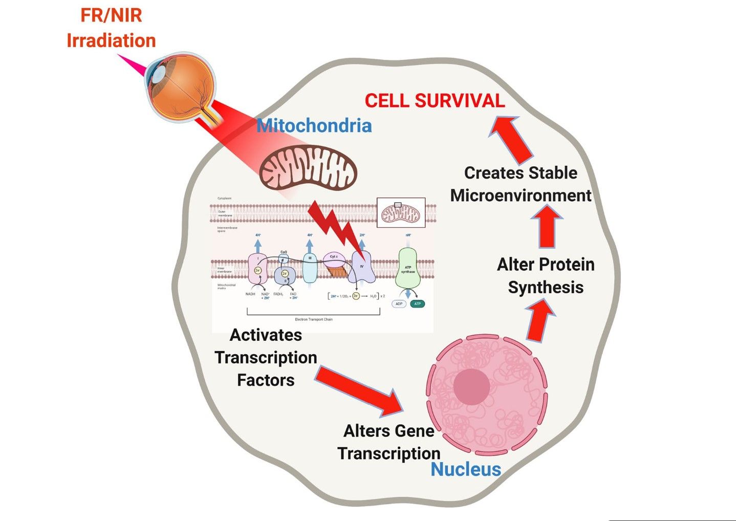 AZ SwissClinic AG - Image 8